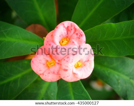 Poi Sian flowers blooming