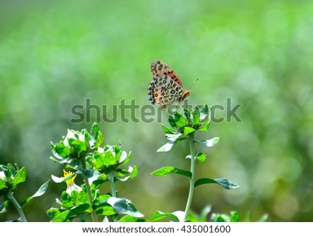Indian fritilary butterfly ( Tsumagoro hyomon in japanese) on green buds of safflower