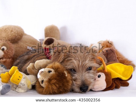 Puppy half awake between stuffed animals