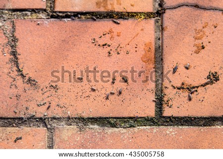 isopods on brown bricks and lot of dust