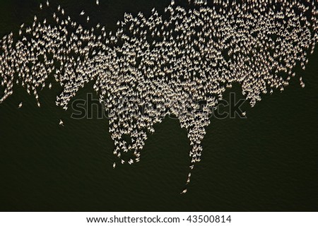 Pelicans fishing (Pelecanus onocrotalus) - aerial