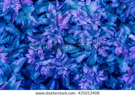 The background of the blue leaves with drops of rain. Mottled blue leaves.