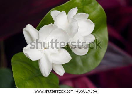 Arabian jasmine's cut white flower blooming (Jasminum sambac)