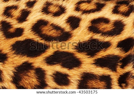 Real leopard skin spots, makes for cool background.
