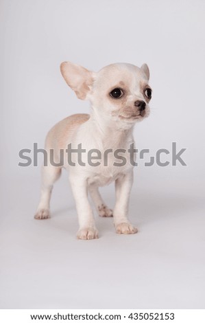 A little white puppy standing on gray background