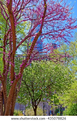 Trees in blossom in Love Park in Philadelphia, Pennsylvania, USA.  