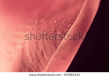 pink flowers and petals in water drops