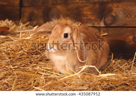 Rabbit in the dry grass