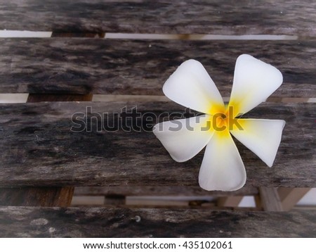selective focus of white Plumeria flower on dark wooden background