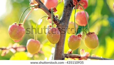 picture of a cherries on a branch just after sunrise
