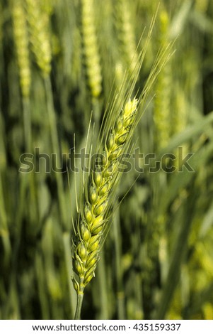 Close up of the green wheat ear with shallow depth of field