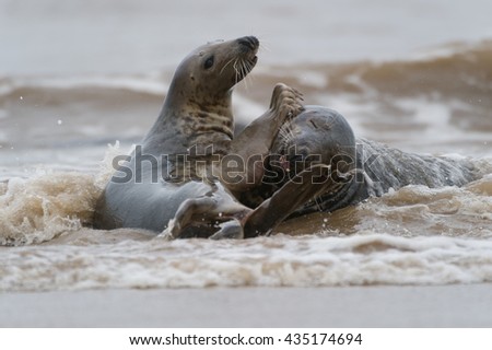 Grey Seal (Halichoerus grips) - Playing