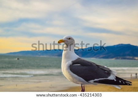 Seagull on the beach background santa monica