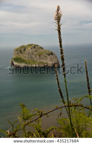 close up of coastal vegetation, island behind in san juan de gaztelugatxe on atlantic coast, basque country, spain