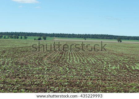 rows of young canola plants on sloping rural land