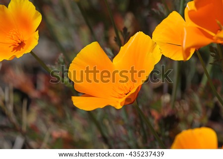A close-up of Golden Poppies (California Poppies) (Eschscholzia californica) shot on Gabriola Island, British Columbia, Canada.
