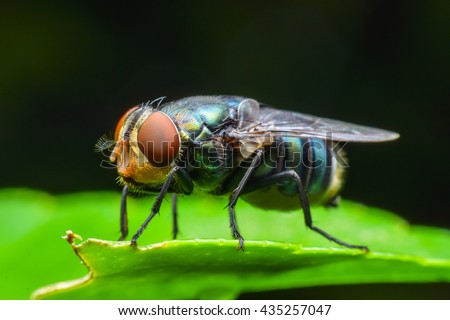 Blow fly, carrion fly, bluebottles or cluster fly Royalty-Free Stock Photo #435257047