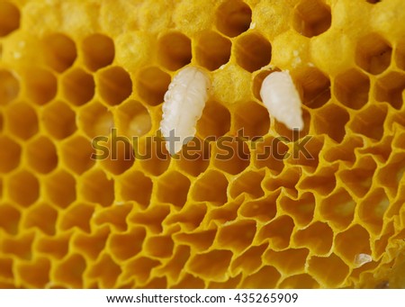 Close up view of natural honeycomb, Honeycomb texture background - selective focus