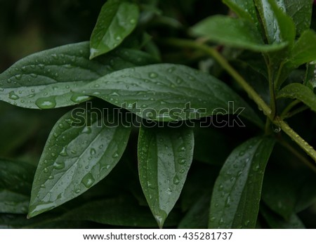 Peony bush green leaves closeup/nature/background with drops of rain water. Perfect deep green background.