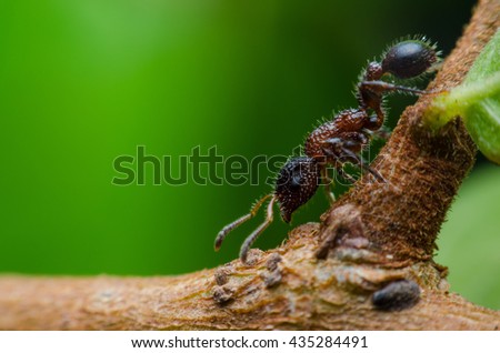 Beautiful Ant to Interesting and fantastic, hairy ant