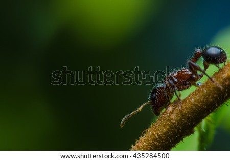Beautiful Ant to Interesting and fantastic, hairy ant