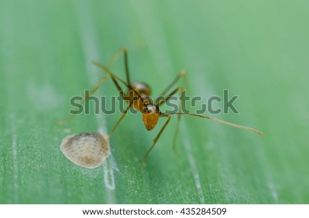 Little Red Ant,Interesting and wonderful