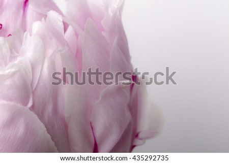 Smooth pink peony petals in bloom close up