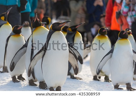 penguins in asahikawa zoo