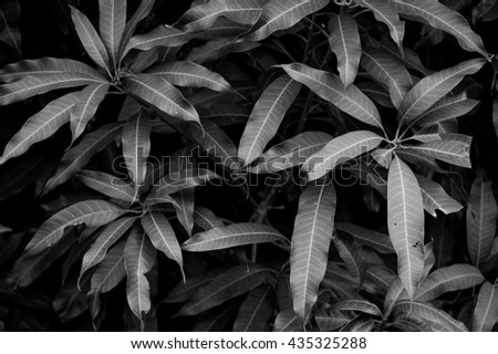 Pattern of mango foliage in dark shadow as black and white picture (low light picture) 