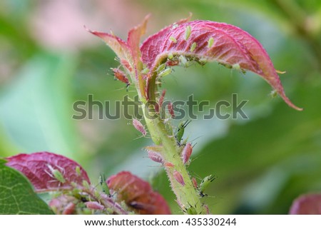 Masses of aphids on rose stem