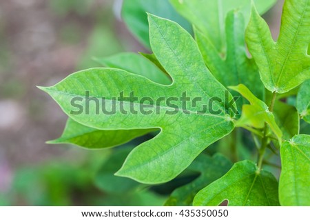 Green Leaves.Nature