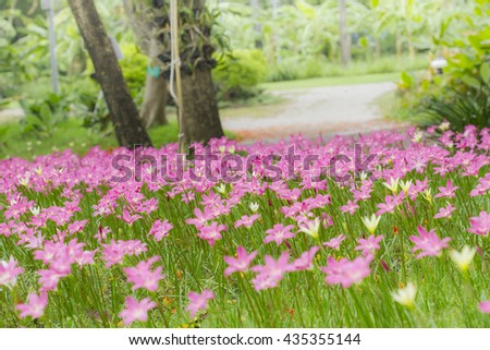 Flower, Closeup Zephyranthes (Amarylieaceae) Rain Lily beautiful blooming in garden Thailand