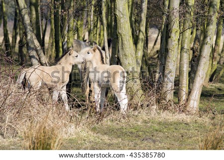 Two Young Foals Together by Some Trees