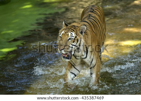 Tiger in water.