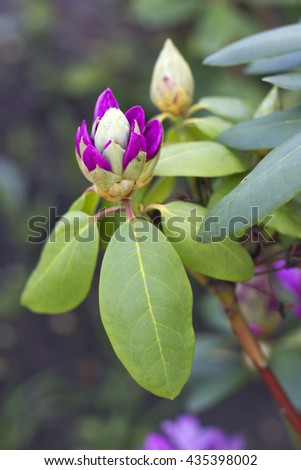 unopened Bud purple flower