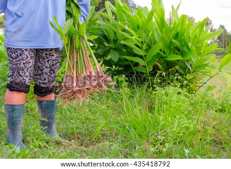 a selective focus picture of galangal in farmer's hand at agriculture garden