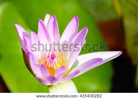Pink Water Lily with blurry green leaf background:Close up,slelect focus with shallow depth of field.