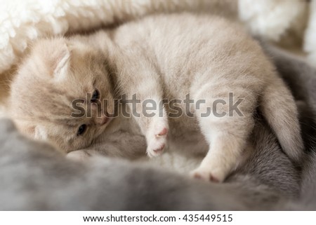 Cat and kitten lying and hugging
