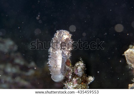 Seahorse at seabed