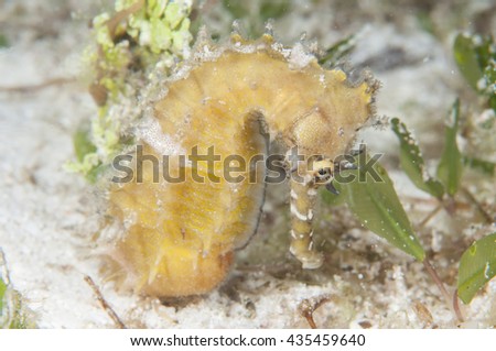 Seahorse at seabed