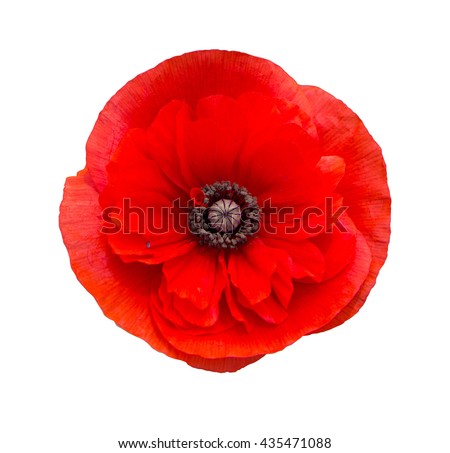 red poppy flower isolated on white background Royalty-Free Stock Photo #435471088