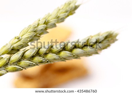 Picture of a Wheat ears , macro studio shot