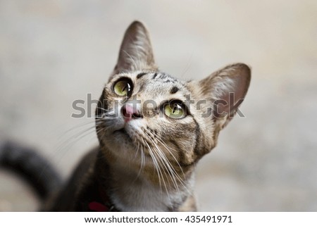 Close-up asian cat portrait looking to the top on brown background
