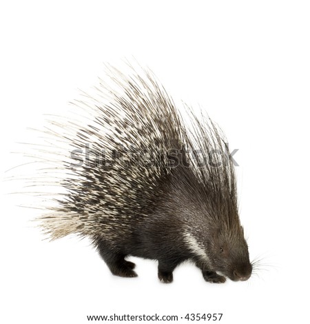 Porcupine in front of a white background