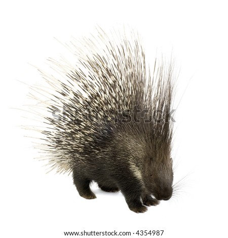 Porcupine in front of a white background