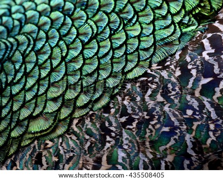 The amazing velvet green patches along with camouflage brown on Indian Peacock body feathers, the most beautiful bird feathers background