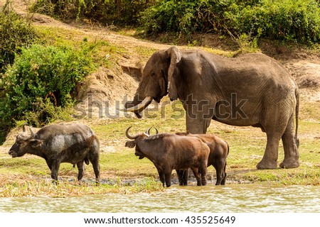 Elephant in Uganda, Africa