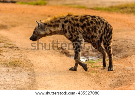 African spot hyena in Uganda