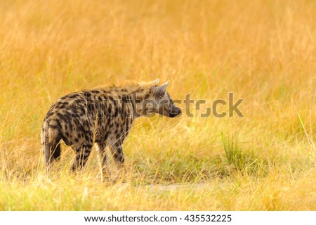 African spot hyena in Uganda