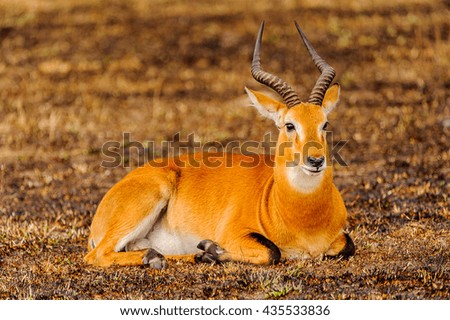 African antelope in Uganda